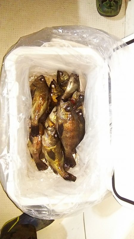 マリンガイド福丸 釣果