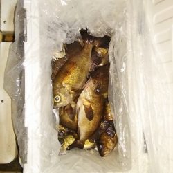 マリンガイド福丸 釣果