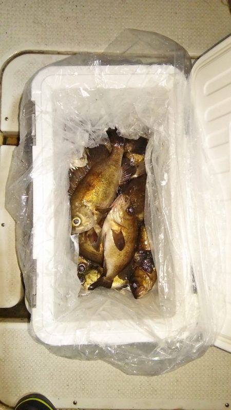 マリンガイド福丸 釣果