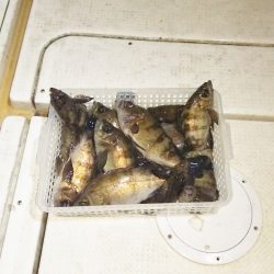 マリンガイド福丸 釣果