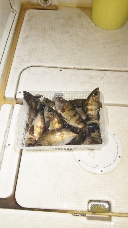 マリンガイド福丸 釣果