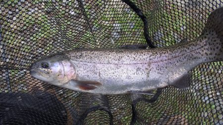 平谷湖フィッシングスポット 釣果