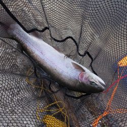 平谷湖フィッシングスポット 釣果