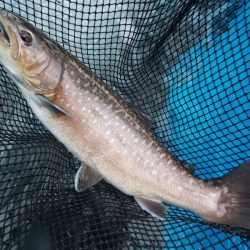 平谷湖フィッシングスポット 釣果