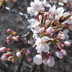 平谷湖フィッシングスポット 釣果