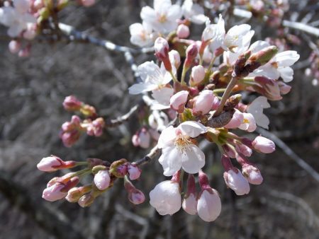 平谷湖フィッシングスポット 釣果