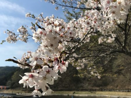 平谷湖フィッシングスポット 釣果