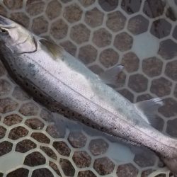 平谷湖フィッシングスポット 釣果