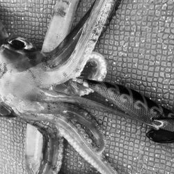 South Current 釣果