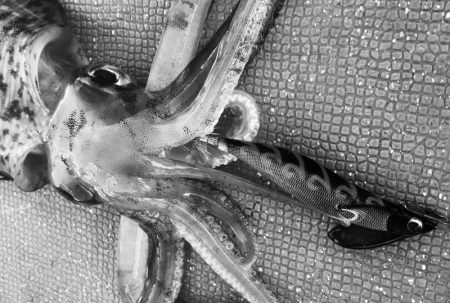 South Current 釣果