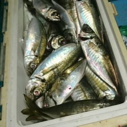 シースナイパー海龍 釣果