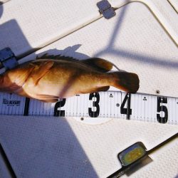 マリンガイド福丸 釣果