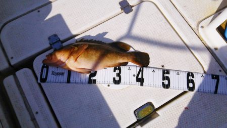 マリンガイド福丸 釣果