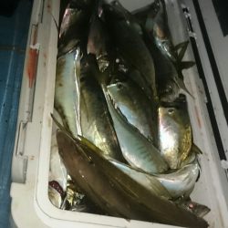 シースナイパー海龍 釣果