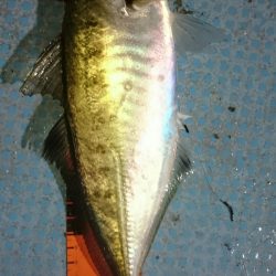 シースナイパー海龍 釣果