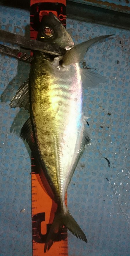 シースナイパー海龍 釣果