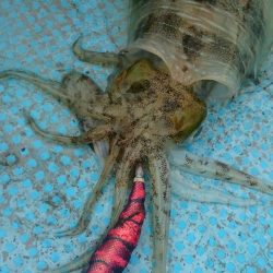 シースナイパー海龍 釣果