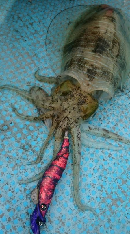 シースナイパー海龍 釣果