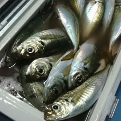 シースナイパー海龍 釣果