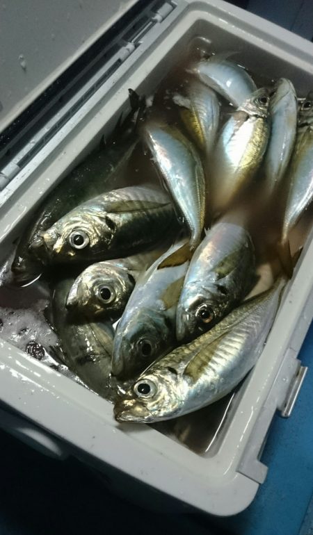 シースナイパー海龍 釣果