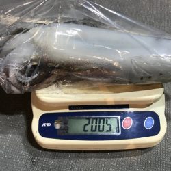 South Current 釣果