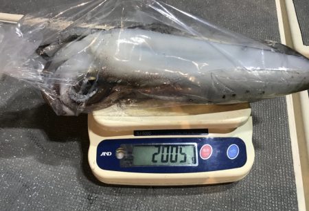 South Current 釣果