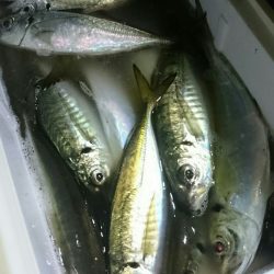 シースナイパー海龍 釣果