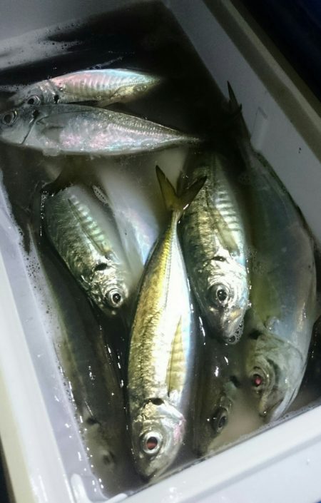 シースナイパー海龍 釣果