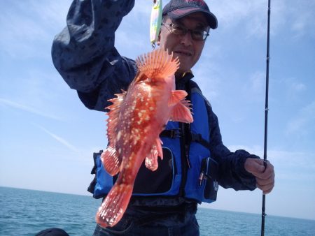 ひな丸 釣果