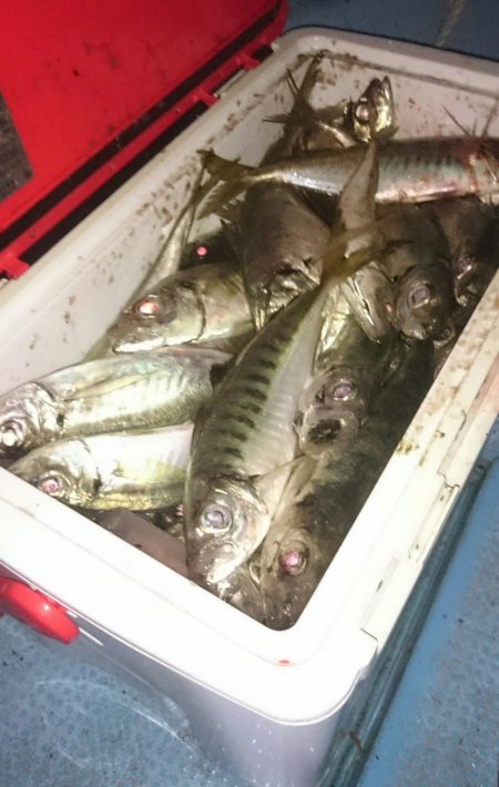 シースナイパー海龍 釣果