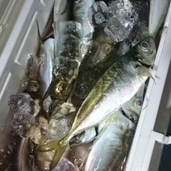 シースナイパー海龍 釣果
