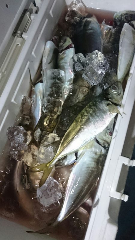 シースナイパー海龍 釣果