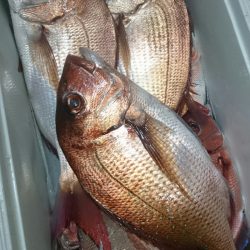 シースナイパー海龍 釣果