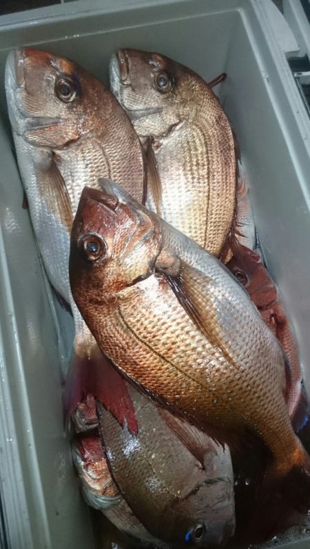 シースナイパー海龍 釣果