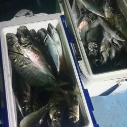 シースナイパー海龍 釣果
