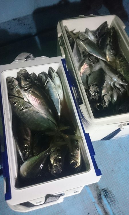 シースナイパー海龍 釣果