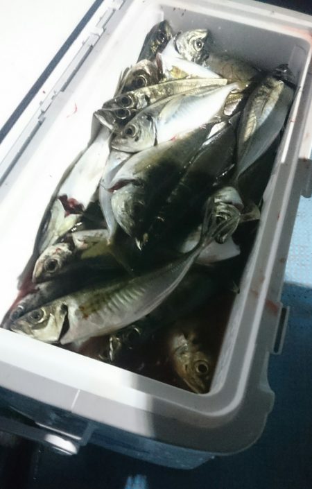 シースナイパー海龍 釣果