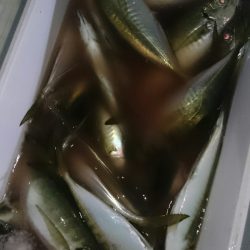 シースナイパー海龍 釣果