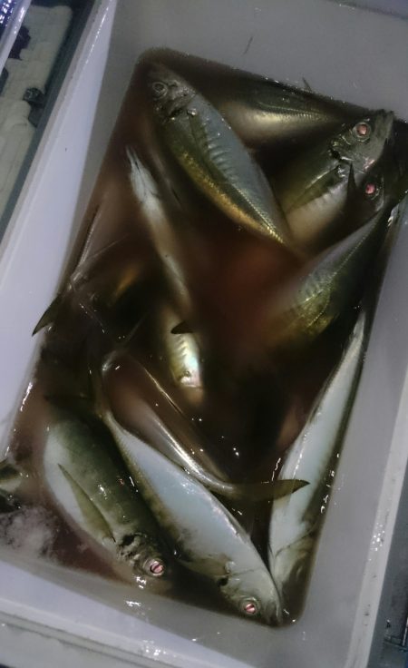 シースナイパー海龍 釣果