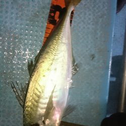 シースナイパー海龍 釣果