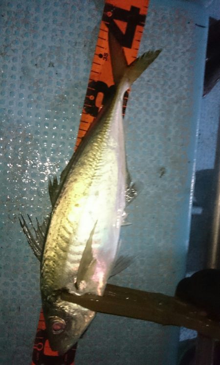 シースナイパー海龍 釣果