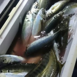 シースナイパー海龍 釣果