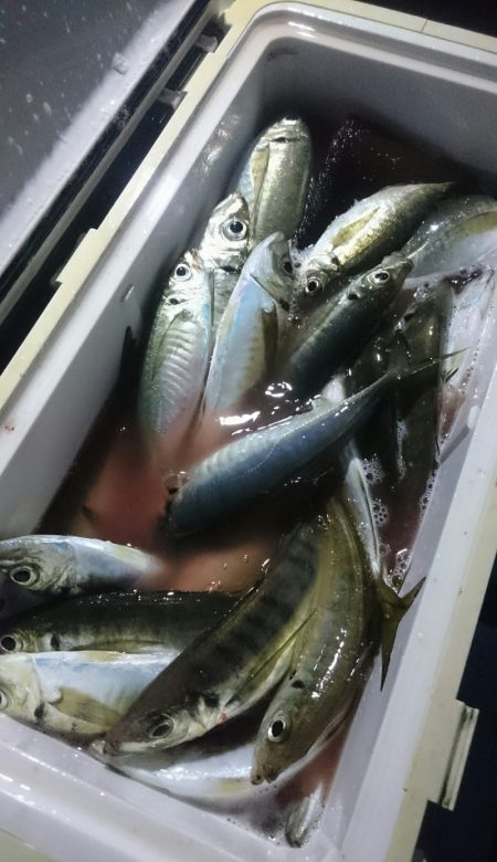 シースナイパー海龍 釣果