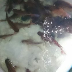 シースナイパー海龍 釣果