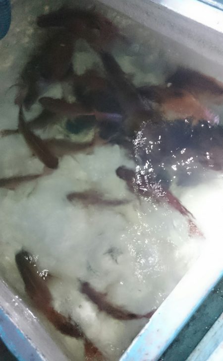 シースナイパー海龍 釣果