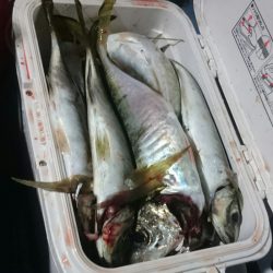 シースナイパー海龍 釣果