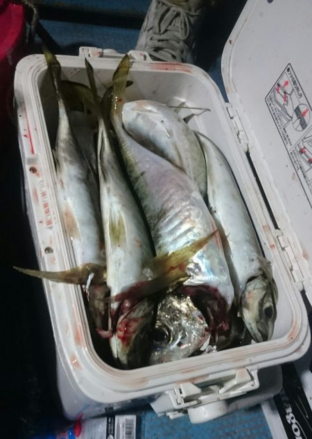 シースナイパー海龍 釣果