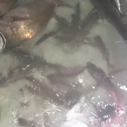 シースナイパー海龍 釣果