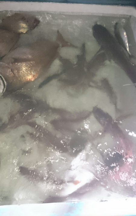 シースナイパー海龍 釣果