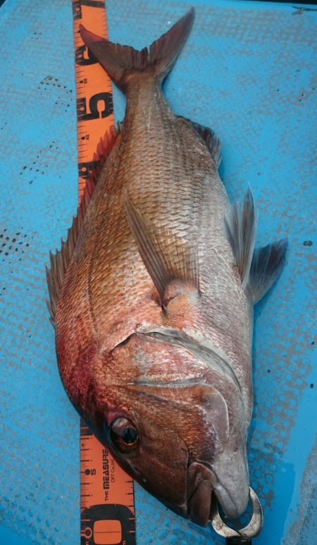 シースナイパー海龍 釣果